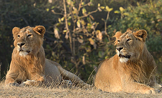 Lion Safari Gir